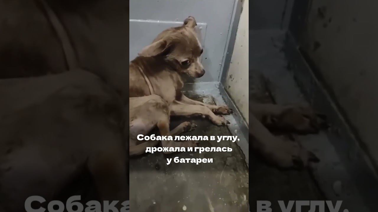 Собаку бросили в вагоне электрички #shorts смотреть онлайн