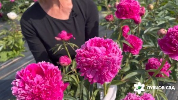 Вечерняя Москва пион. Пулков сад