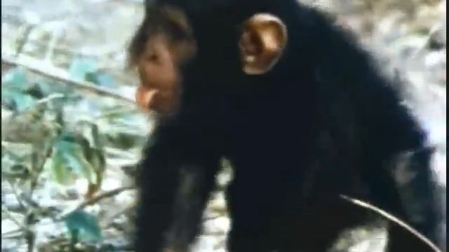 Wild baby chimpanzee takes first steps (improved) смотреть онлайн