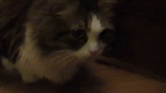 Матильда взломала шкаф в поисках лакомства, Тихон играет и пытается общаться с Матильдой. смотреть онлайн