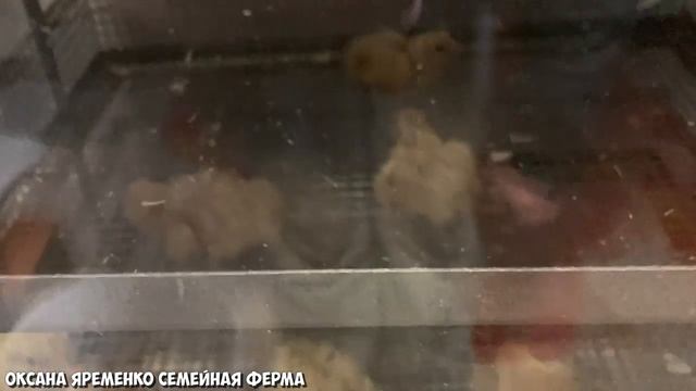 Вывод цыплят бройлеров / 90% вывод смотреть онлайн