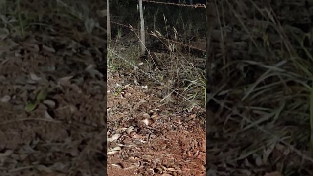 northern quoll 😊 смотреть онлайн
