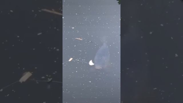 Карп атака смотреть онлайн