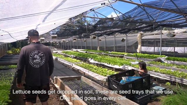 LOCAL HAWAII FARM OF 4 GENERATIONS & Behind The Scenes Farm Tour #Kahuku #Hawaii #supportlocal #far смотреть онлайн