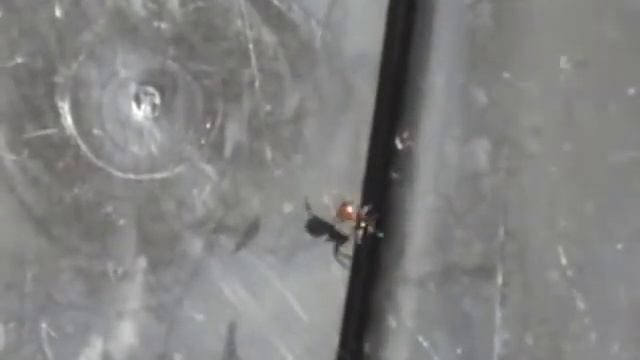 Steatoda spiders #2 смотреть онлайн