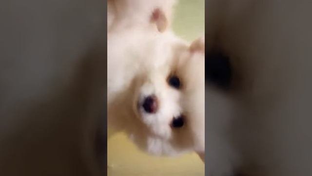Наши малыши нем.малого шпица! смотреть онлайн