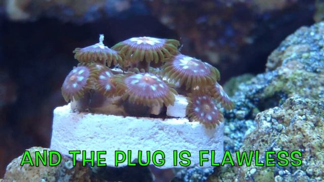 Dipping Coral in Hydrogen Peroxide смотреть онлайн