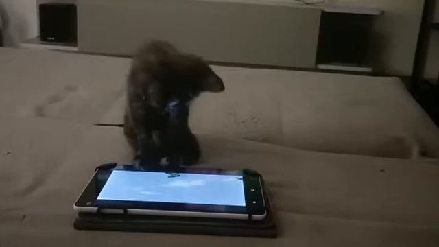 Яся, на охоте смотреть онлайн