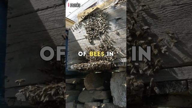 5 Facts about Honey Bees you didn't know #shorts смотреть онлайн