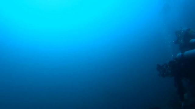 Thresher Shark Monad Shoal Malapasqua Philippines смотреть онлайн