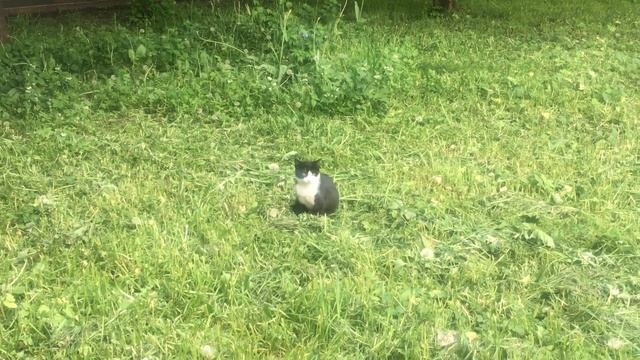 Наша уличная красавица смотреть онлайн