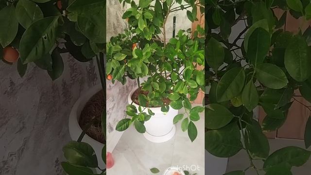 Домашний мандарин. Болезни. смотреть онлайн