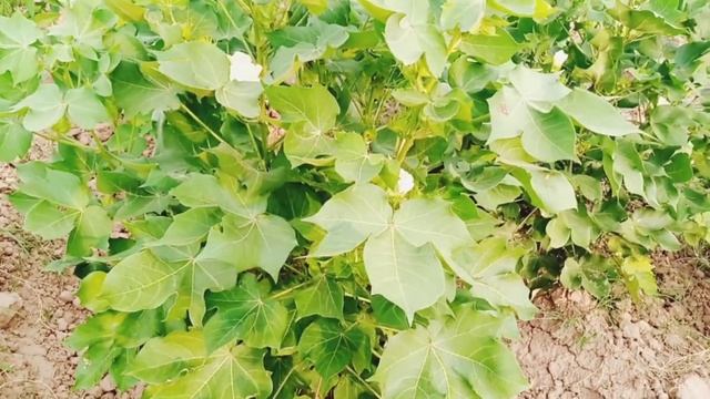 Identification Of SUMMER Crops,, Sorghum and Cotton || Identification of Weeds || Irrigation System смотреть онлайн