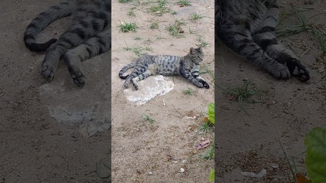 Серый котик отдыхает на песке 🐈😹 Grey cat relaxing on sand 😸 Funny cats 😻 Beautiful animals 😺 Memes смотреть онлайн