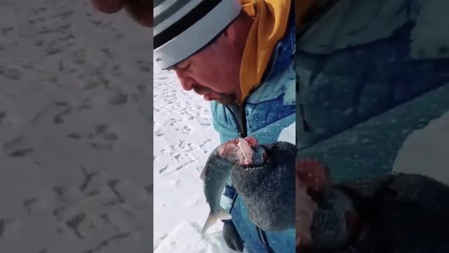 ЕМ ЖИВУЮ РЫБУ, БЕЗ СОЛИ! смотреть онлайн