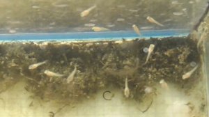 В аквариуме рыбка гуппи и мальки плавают