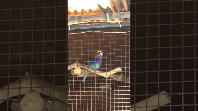 #shorts その美しさとウラハラな鳴き声　ライラックニシブッポウソウ　埼玉県こども動物自然公園にて　2022年4月16日 смотреть онлайн