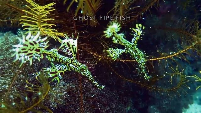 ghost pipefish смотреть онлайн
