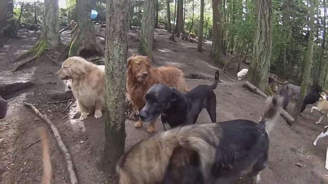 Animal Magnetizm Dog Daycare 4/24/14 A смотреть онлайн