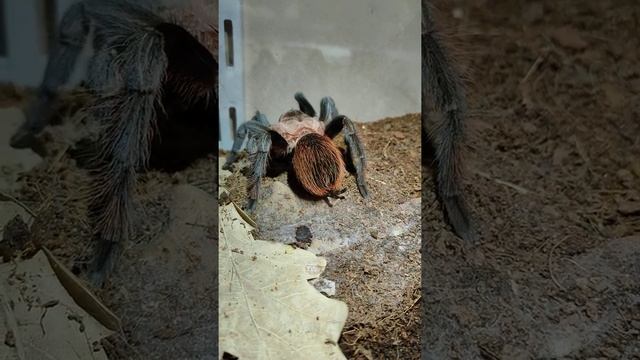 Танец птицееда tliltocatl vagans #shorts смотреть онлайн