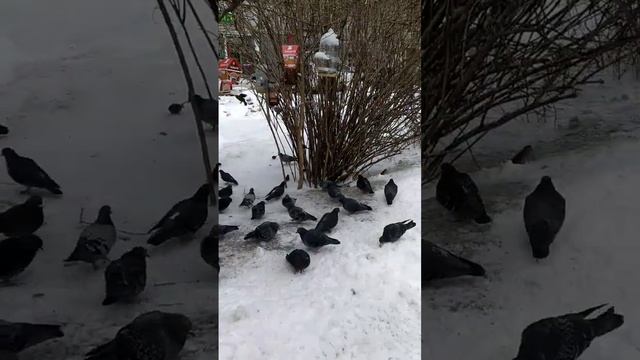 Sparrows and pigeons in Moscow. Воробьи да голуби в Москве смотреть онлайн