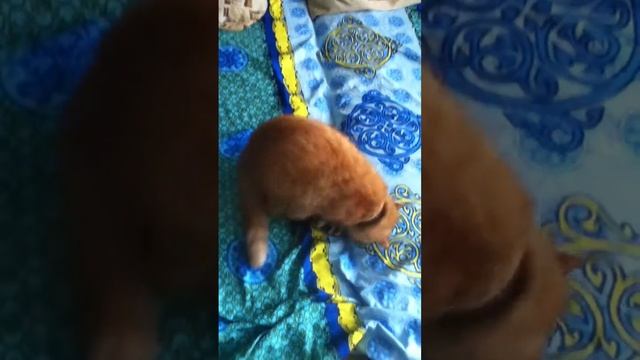 Кот Степа против хорька смотреть онлайн