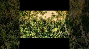 10Глава.Анна Каренина.