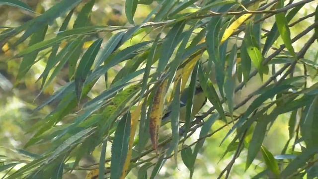 Attenborough Nature Reserve September Sun смотреть онлайн