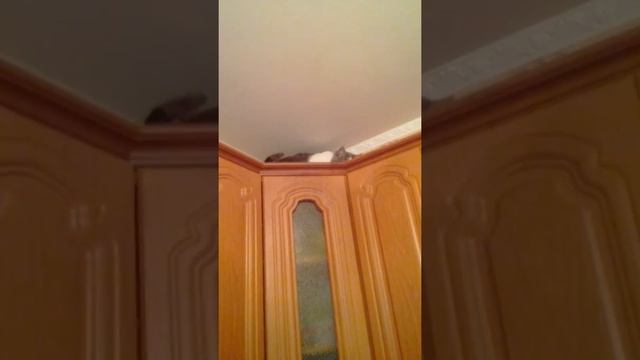 Так ведет себя кот, когда варится морковь смотреть онлайн