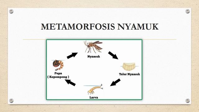 BUKU TEMA 4F SUBTEMA 2 PEMBELAJARAN 1 смотреть онлайн