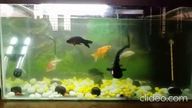 my 2feet acquarium ❤️ with goldfish , shark смотреть онлайн