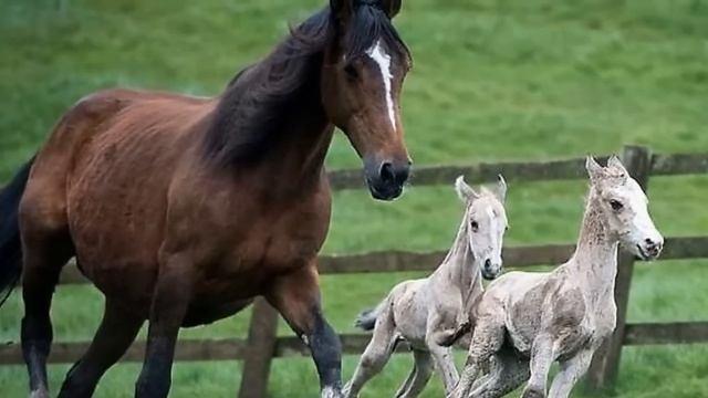 Sie Konnte Nicht Aufhören Zu Schreien, Als Sie Bemerkte, Was Ihr Pferd Zur Welt Brachte!