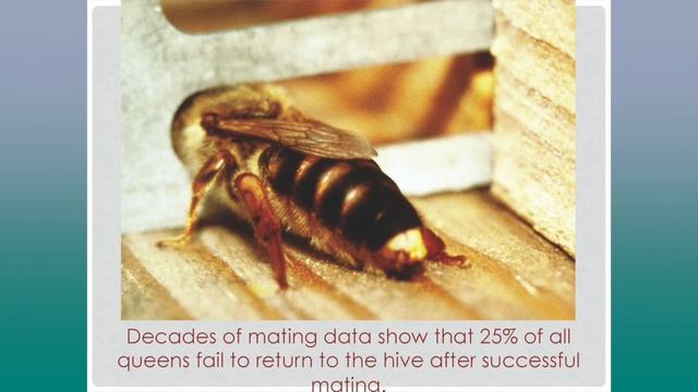 Dr. Larry Connor - Honey Bee Mating Biology смотреть онлайн