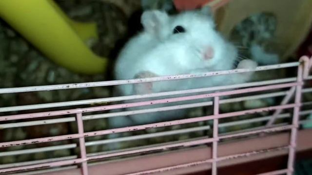Vlog: ночные похождения Химчика и Золотко смотреть онлайн