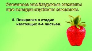 Клубника семенами Не мудрите при посадке