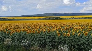 Изумительные поля подсолнухов на Алтае