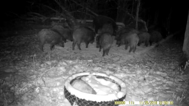 Видео с фотоловушки 3 смотреть онлайн