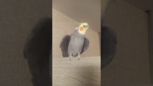 Микс звуков от кореллы Гошки. Корелла поет.