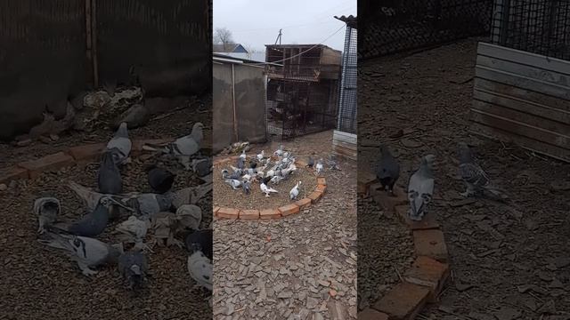 Голуби на кругу смотреть онлайн