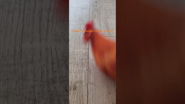 аксалотой хотел сказать секрет капибаре но курица помешают сделать это #блоптоп смотреть онлайн