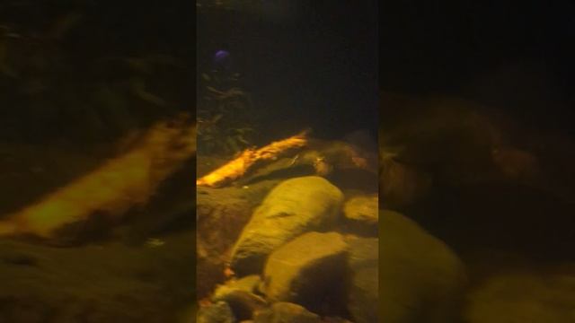 Platypus swimming around #wildlife #australia #nature #animals #shorts #swimming смотреть онлайн