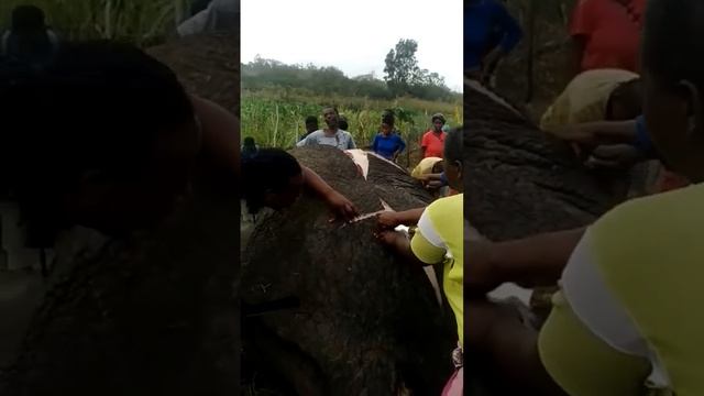 Um elefante do Parque Nacional de Maputo foi abatido por devastar machambas de comunidades. смотреть онлайн