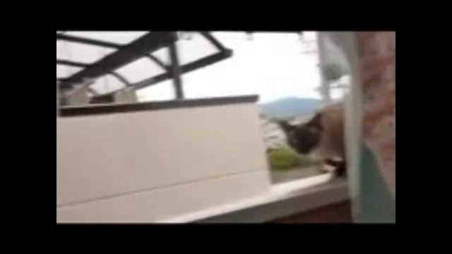 Кот прыгун =D смотреть онлайн