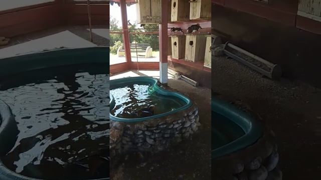 Мандаринка#утки#орнитологический парк#сириус смотреть онлайн