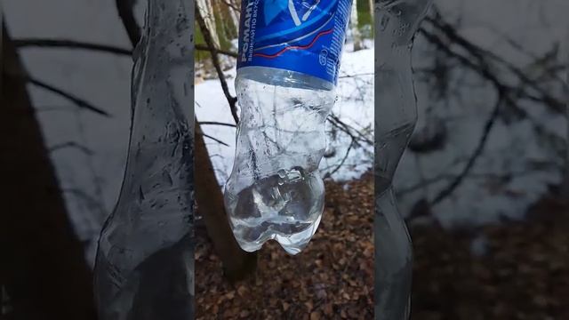 Собирали березовый сок в лесу. смотреть онлайн