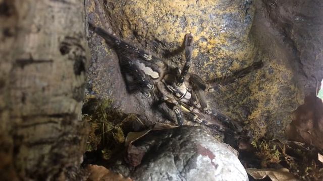 ¡UNBOXING una NUEVA TARÁNTULA de 18cm! Poecilotheria Ornata. смотреть онлайн