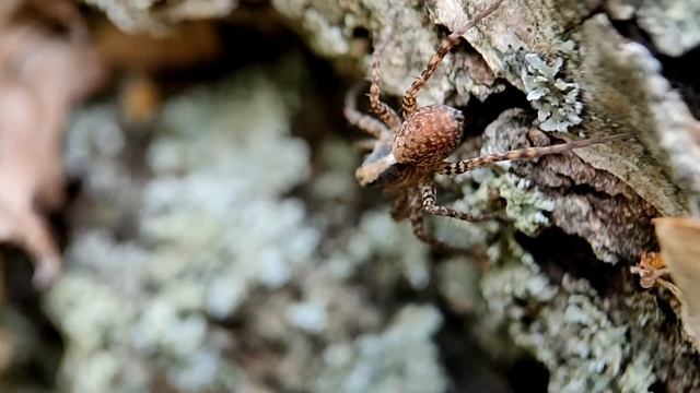 Осенние зарисовки смотреть онлайн