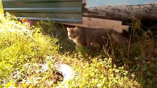 Кошка балуется на даче смотреть онлайн
