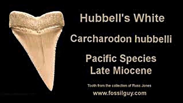 GREAT WHITE SHARK FOSSILS смотреть онлайн