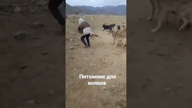 Питомник для волков , процесс кормления